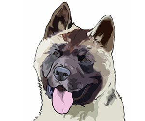 Akita Dog